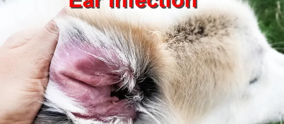 Ear Infections in Dogs-WildCreaturey