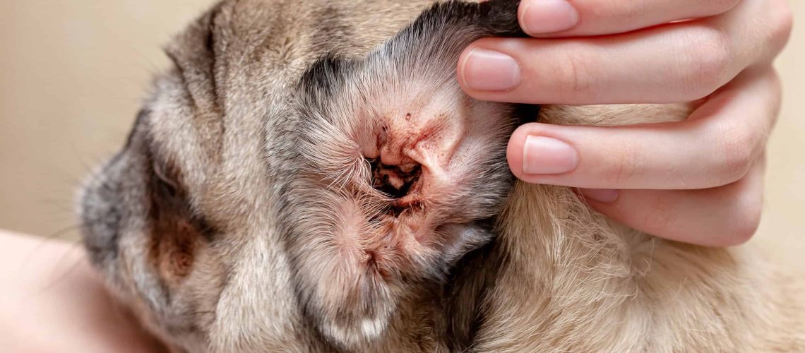 Ear Mites in Puppies and Dogs-WildCreaturey