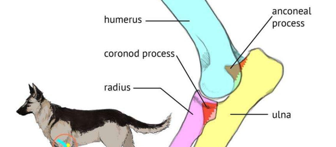 Elbow Dysplasia in Dogs-WildCreaturey