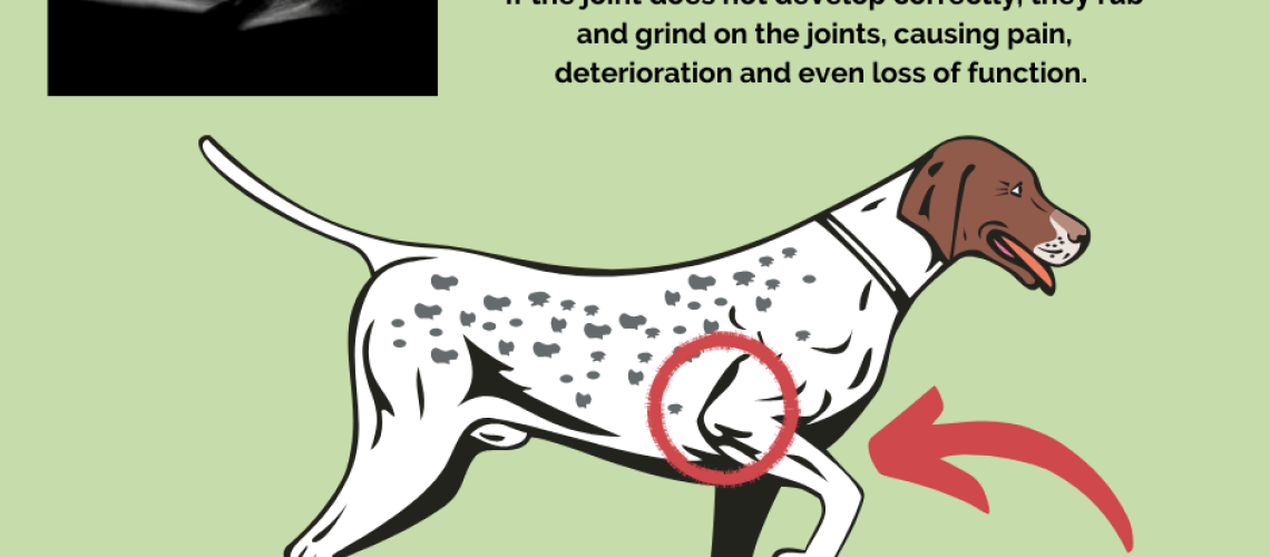 Elbow Dysplasia in Dogs-WildCreaturey
