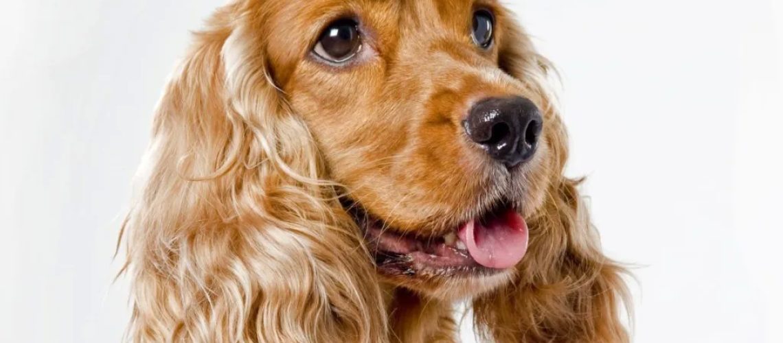 American Cocker Spaniel: Dog Breed Characteristics & Care-WildCreaturey