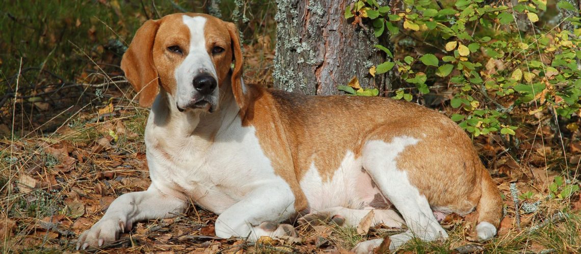 English Foxhound: Dog Breed Characteristics & Care-WildCreaturey