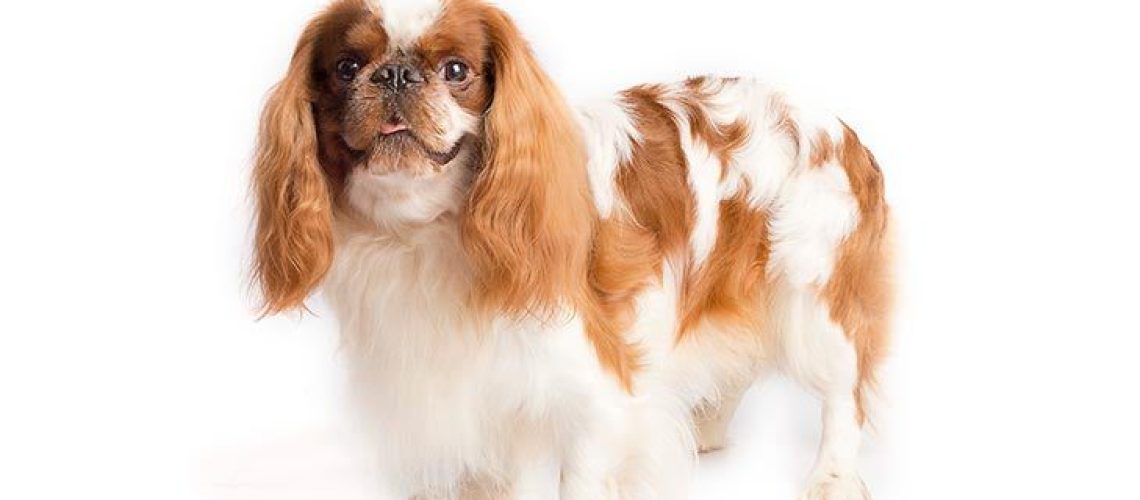 English Toy Spaniel: Dog Breed Characteristics & Care-WildCreaturey