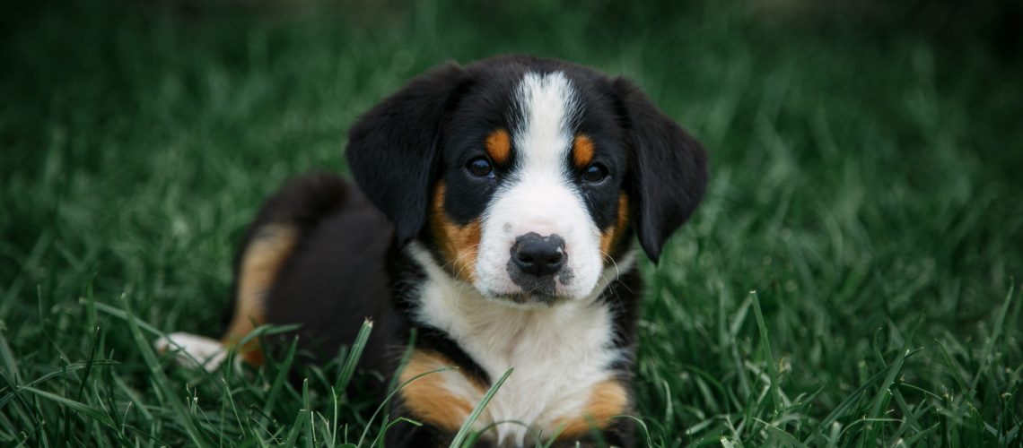 Entlebucher Mountain Dog: Facts for Future Owners-WildCreaturey