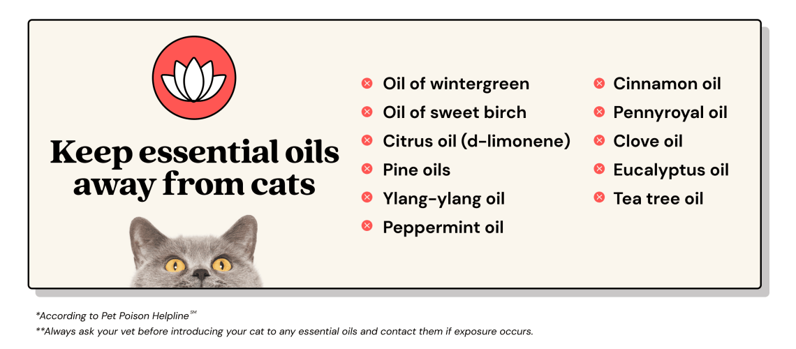 Essential Oils: A Scented Threat for Cats