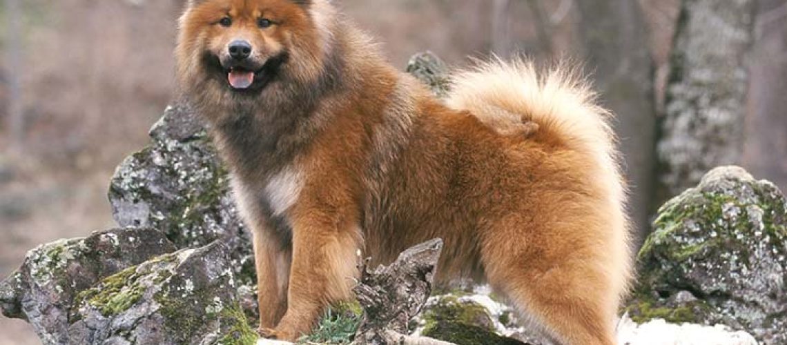 Eurasier: Dog Breed Characteristics & Care-WildCreaturey