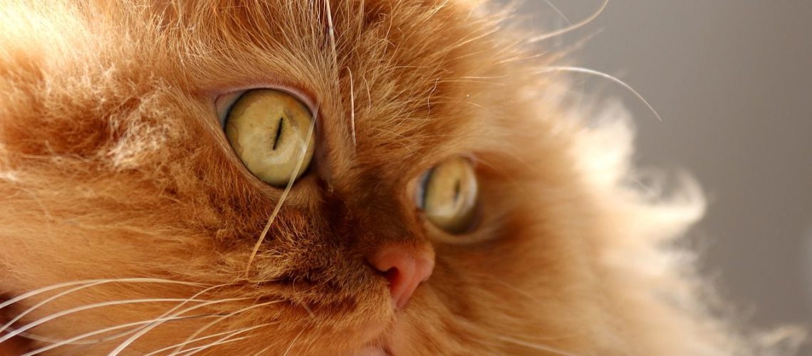 Ever Wondered if Cats Sweat? Find Out Here!