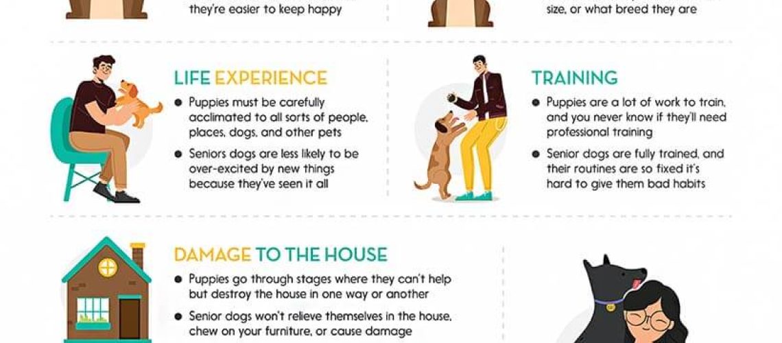 Everything You Need to Know About Adopting a Senior Dog-WildCreaturey