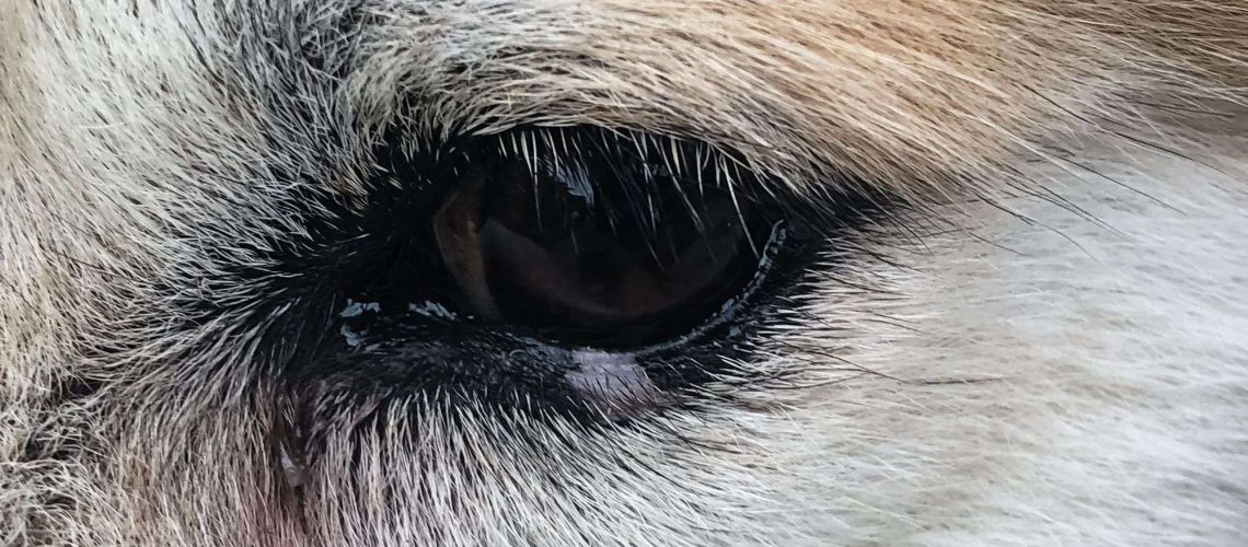 Eye Boogers in Dogs-WildCreaturey