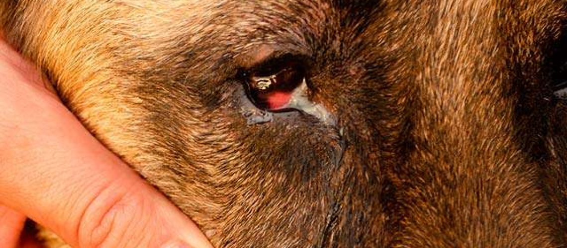 Eye Injuries in Dogs-WildCreaturey