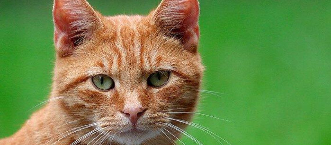 Home Feline: What Exactly Is a Domestic Cat?