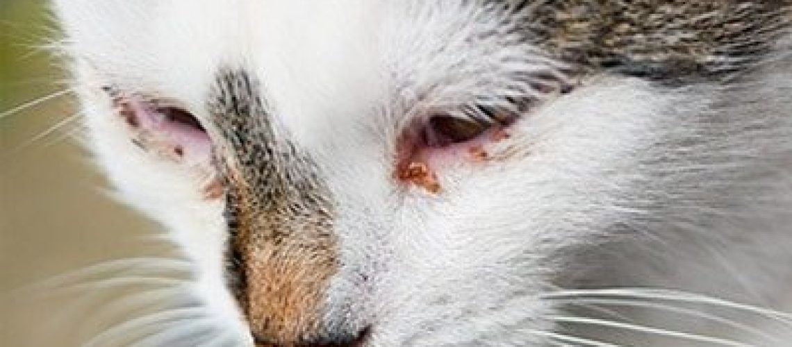 Feline Calicivirus: A Cat Health Alert