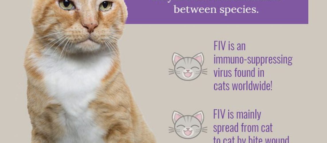 Feline Immunodeficiency Virus: Protecting Your Cat