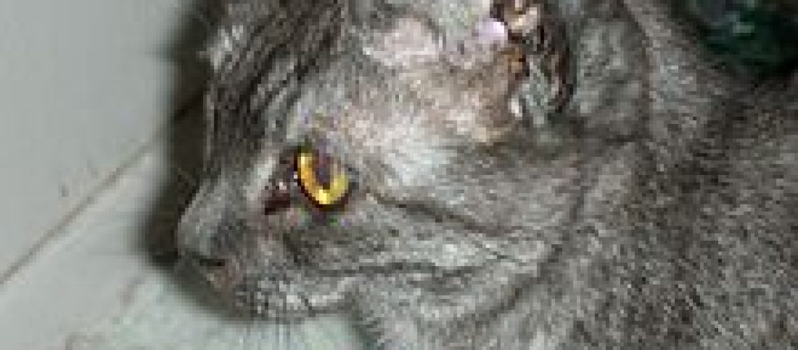 Feline Viral Rhinotracheitis: What to Watch For