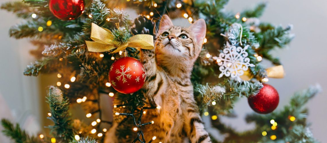 Festive but Risky: Christmas Trees and Cats