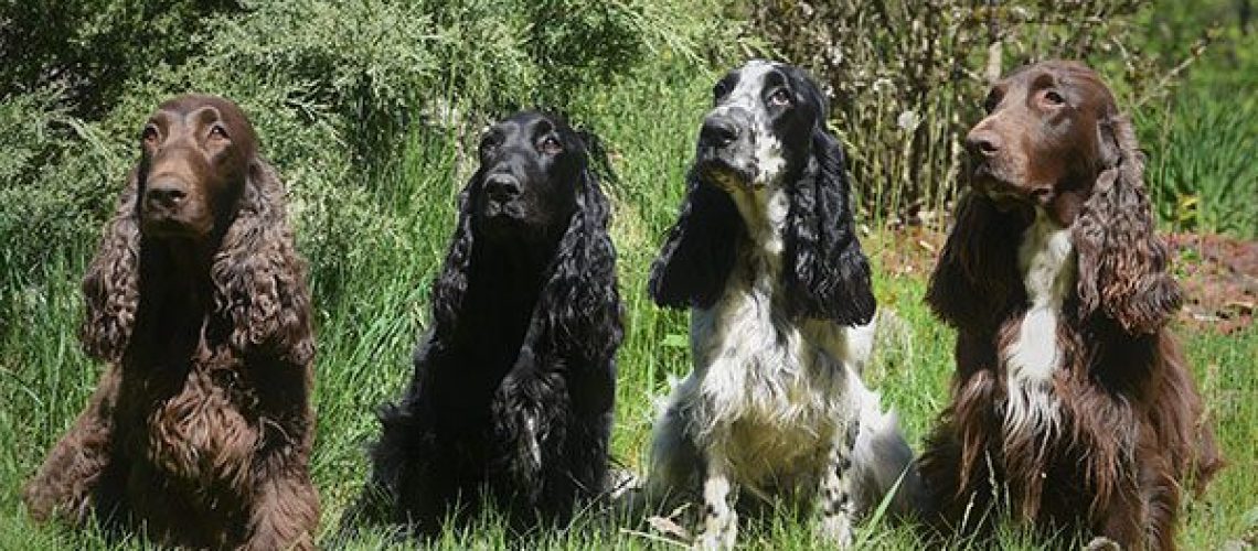 Field Spaniel: Dog Breed Characteristics & Care-WildCreaturey