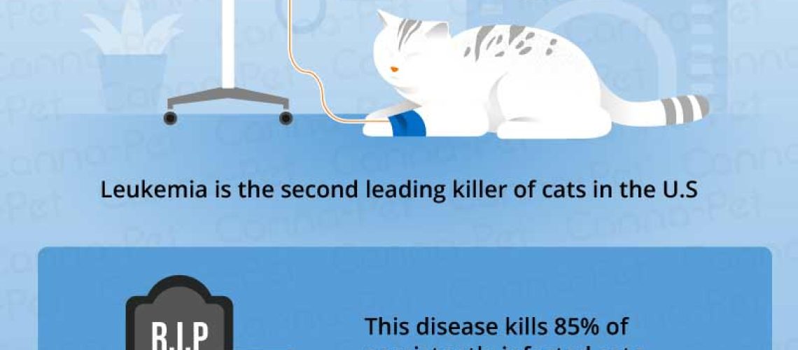 Fighting the Feline Foe: Treating Feline Leukemia