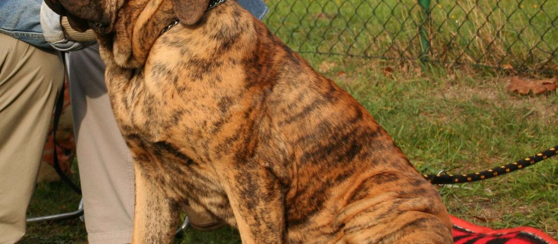 Fila Brasileiro (Brazilian Mastiff): Dog Breed Characteristics & Care-WildCreaturey