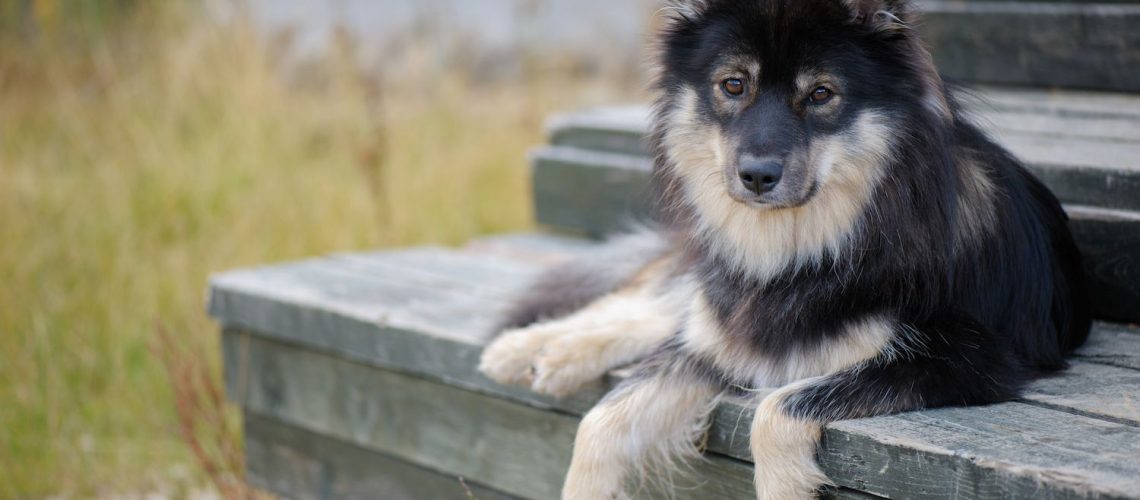 Finnish Lapphund: Dog Breed Characteristics & Care-WildCreaturey