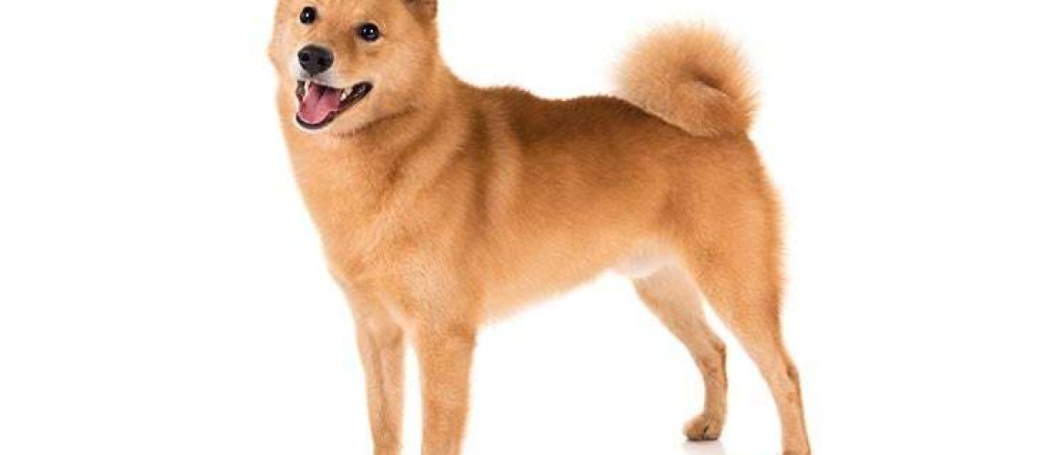 Finnish Spitz (Finkie): Dog Breed Characteristics & Care-WildCreaturey