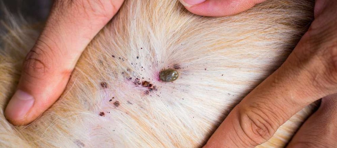 Fleas in Dogs-WildCreaturey