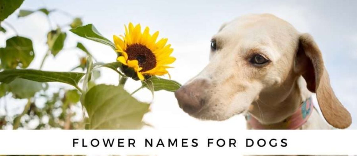 Flower Dog Names-WildCreaturey