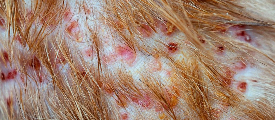 Folliculitis in Dogs-WildCreaturey