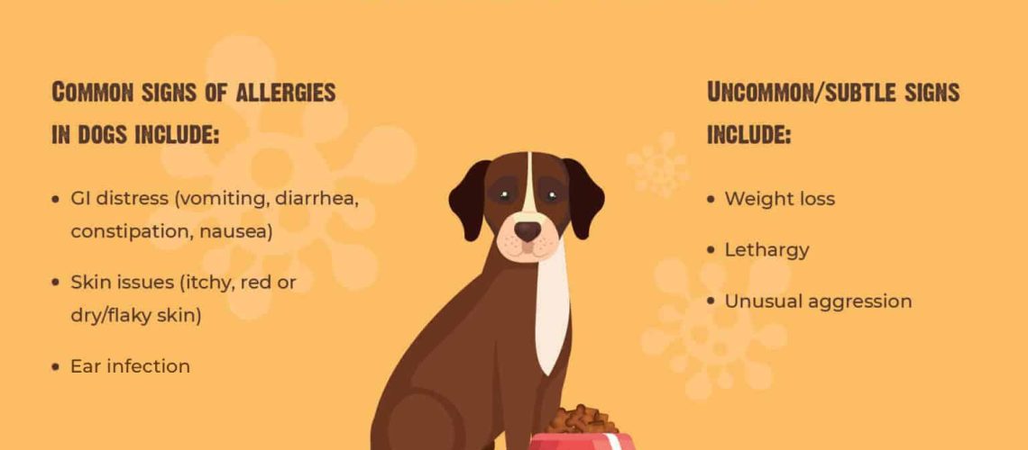 Food Allergies in Dogs-WildCreaturey