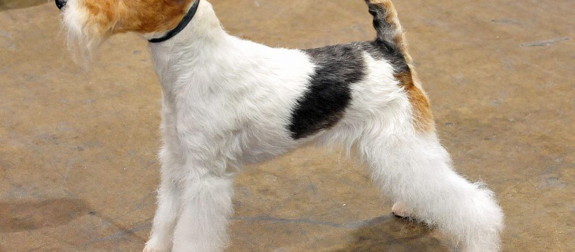 Fox Terrier: Dog Breed Characteristics & Care-WildCreaturey