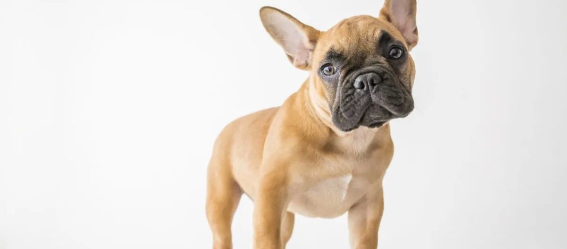 French Bulldog (Frenchie): Dog Breed Characteristics & Care-WildCreaturey