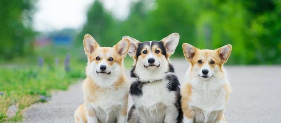 Fun Facts and Cute Photos of Corgi Puppies-WildCreaturey