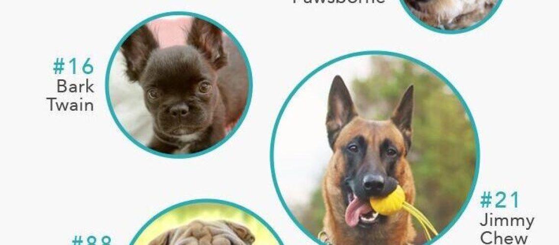 Best Punny Dog Names-WildCreaturey