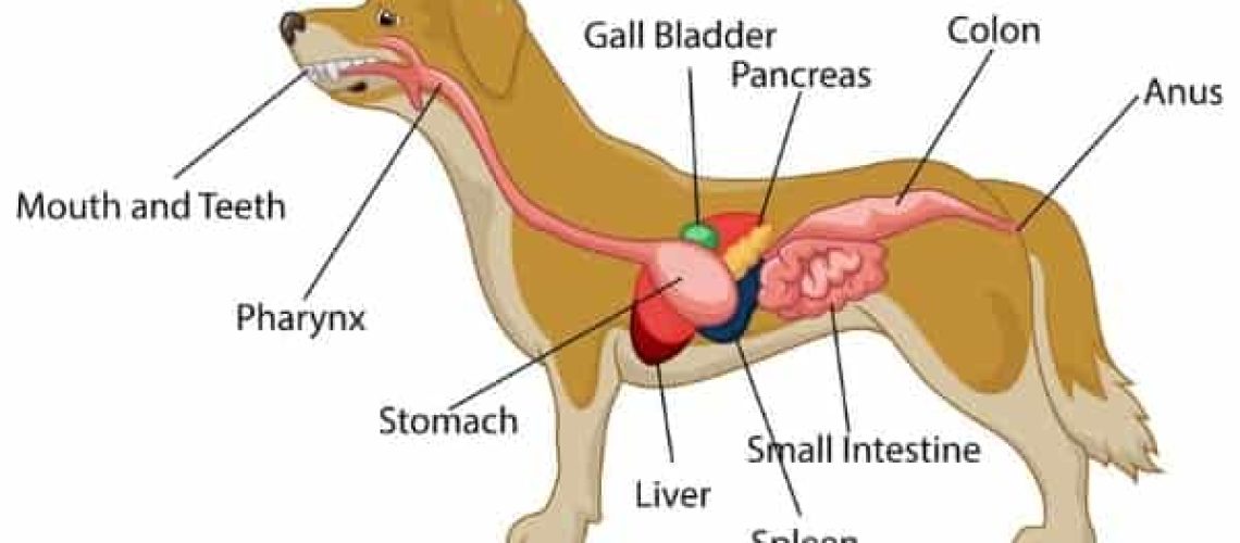 Gallbladder Disease in Dogs-WildCreaturey