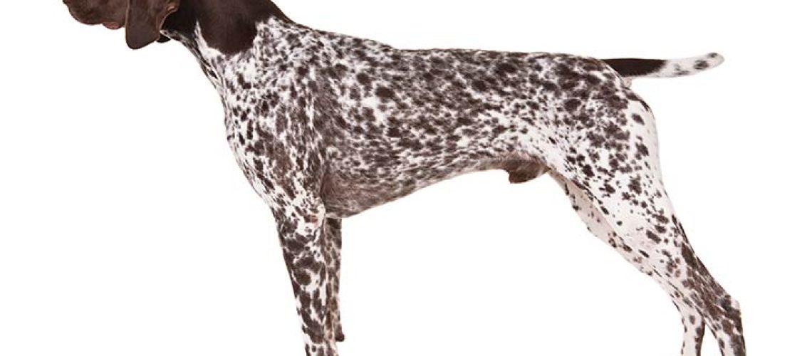 German Shorthaired Pointer (GSP): Dog Breed Characteristics & Care-WildCreaturey