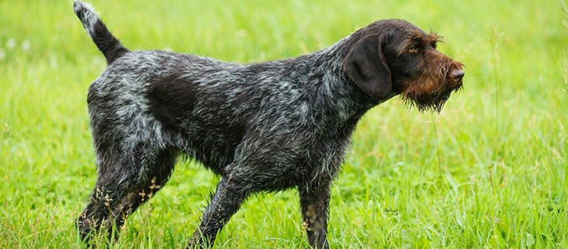 German Wirehaired Pointer: Dog Breed Characteristics & Care-WildCreaturey