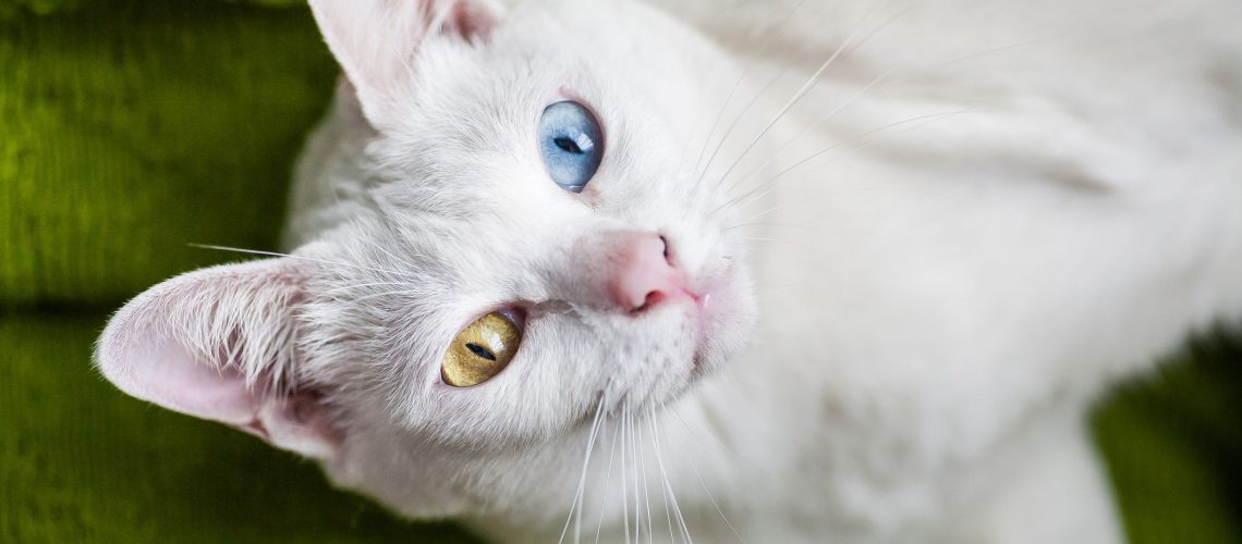 Khao Manee Cats: The Rare Diamond Eye Wonders