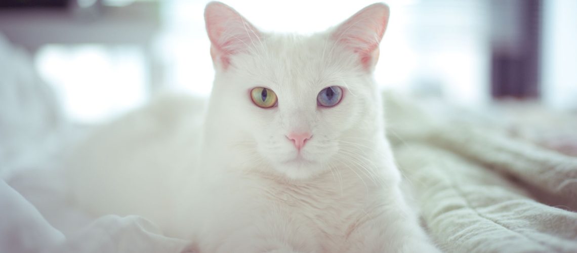 100+ White Cat Names