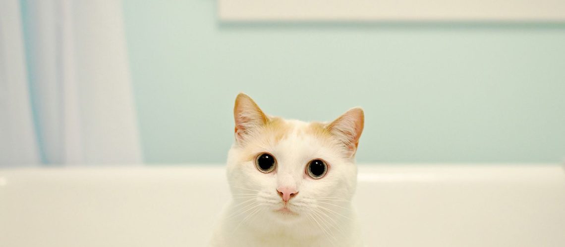 Bathtub Blues? What to Do When Your Cat Pees in the Tub