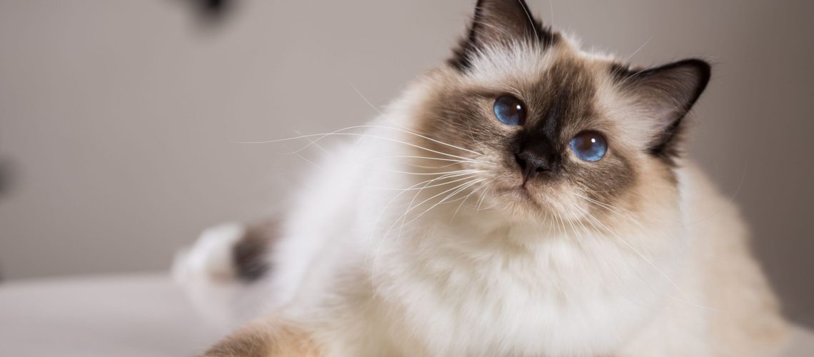 Birman Beauty: Dive into This Cat Breed's Profile & Care Tips