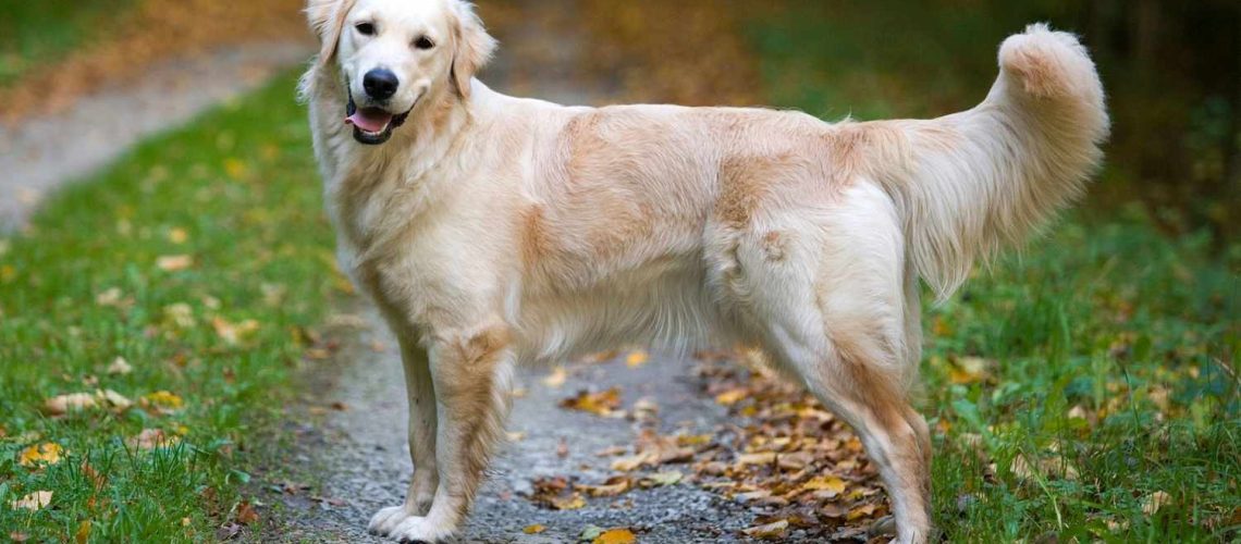 Golden Retriever: Dog Breed Characteristics & Care-WildCreaturey