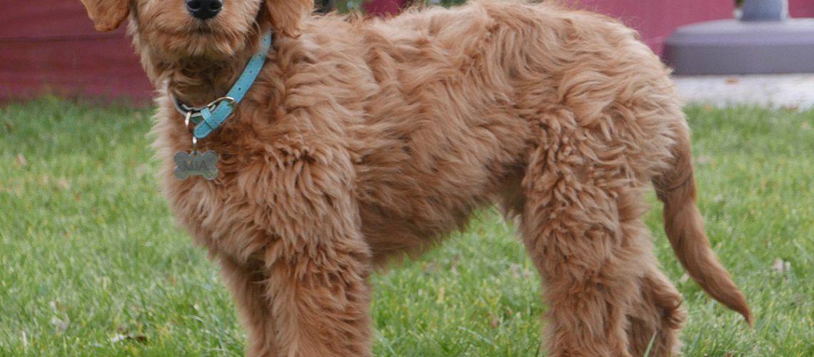 Goldendoodle (Groodle): Dog Breed Characteristics & Care-WildCreaturey