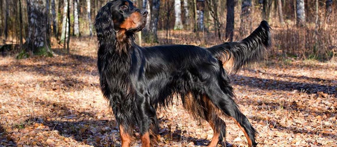 Gordon Setter: Dog Breed Characteristics & Care-WildCreaturey