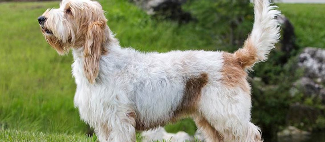 Grand Basset Griffon VendÃ©en: Breed Characteristics & Care-WildCreaturey