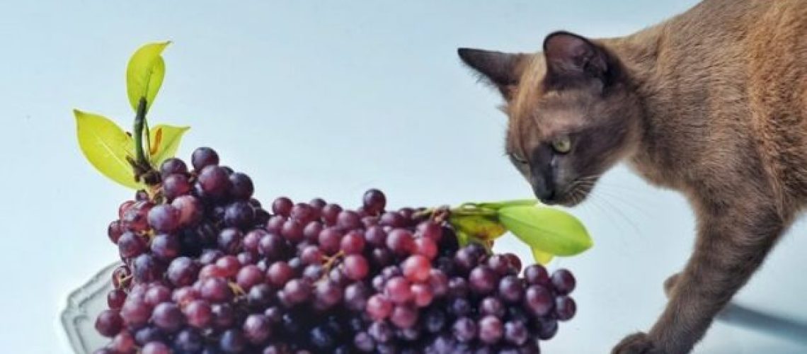 Grapes: A Tasty Treat or Trouble for Cats