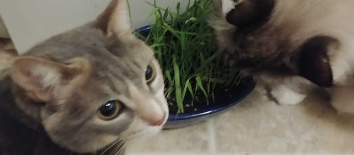 Grass Love Why Cats Adore Cat Grass