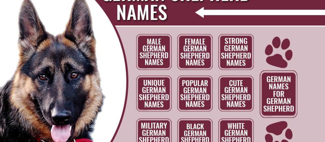 Great Names for German Shepherds-WildCreaturey