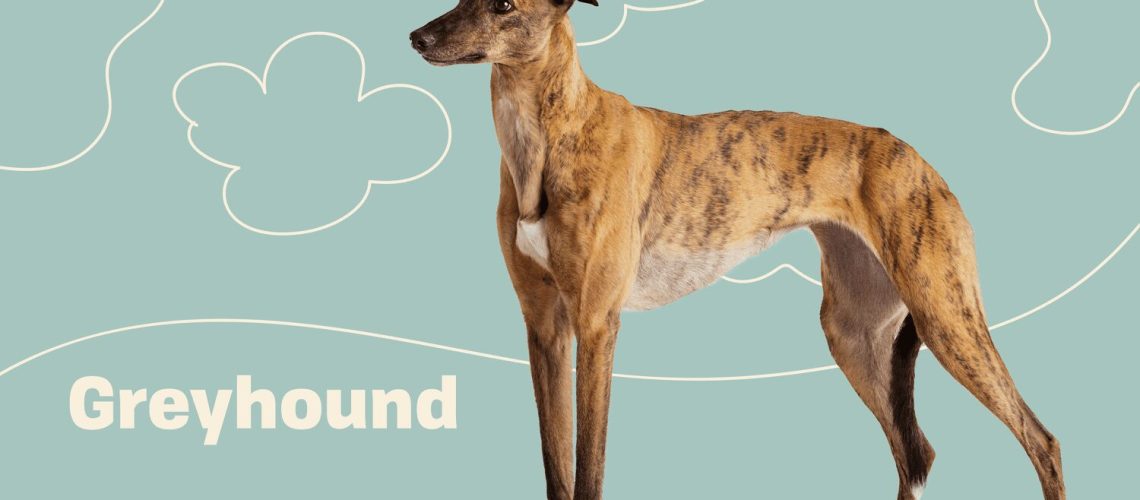 Greyhound: Dog Breed Characteristics & Care-WildCreaturey