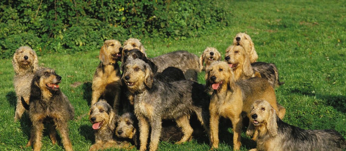 Griffon Nivernais: Dog Breed Characteristics & Care-WildCreaturey