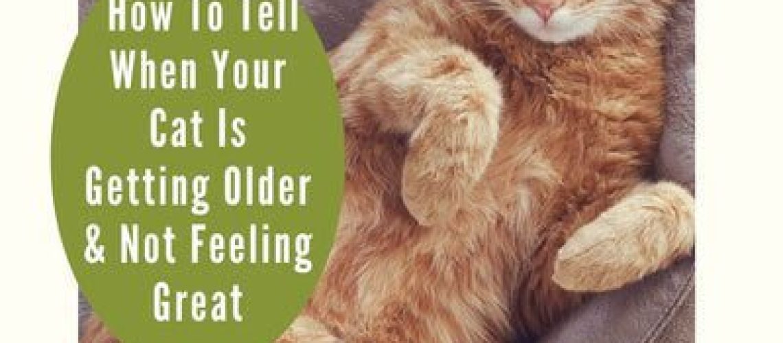 Growing Gracefully: Signs of an Aging Cat