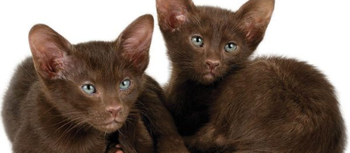 Havana Brown Cats: Chocolate Delights in Feline Form